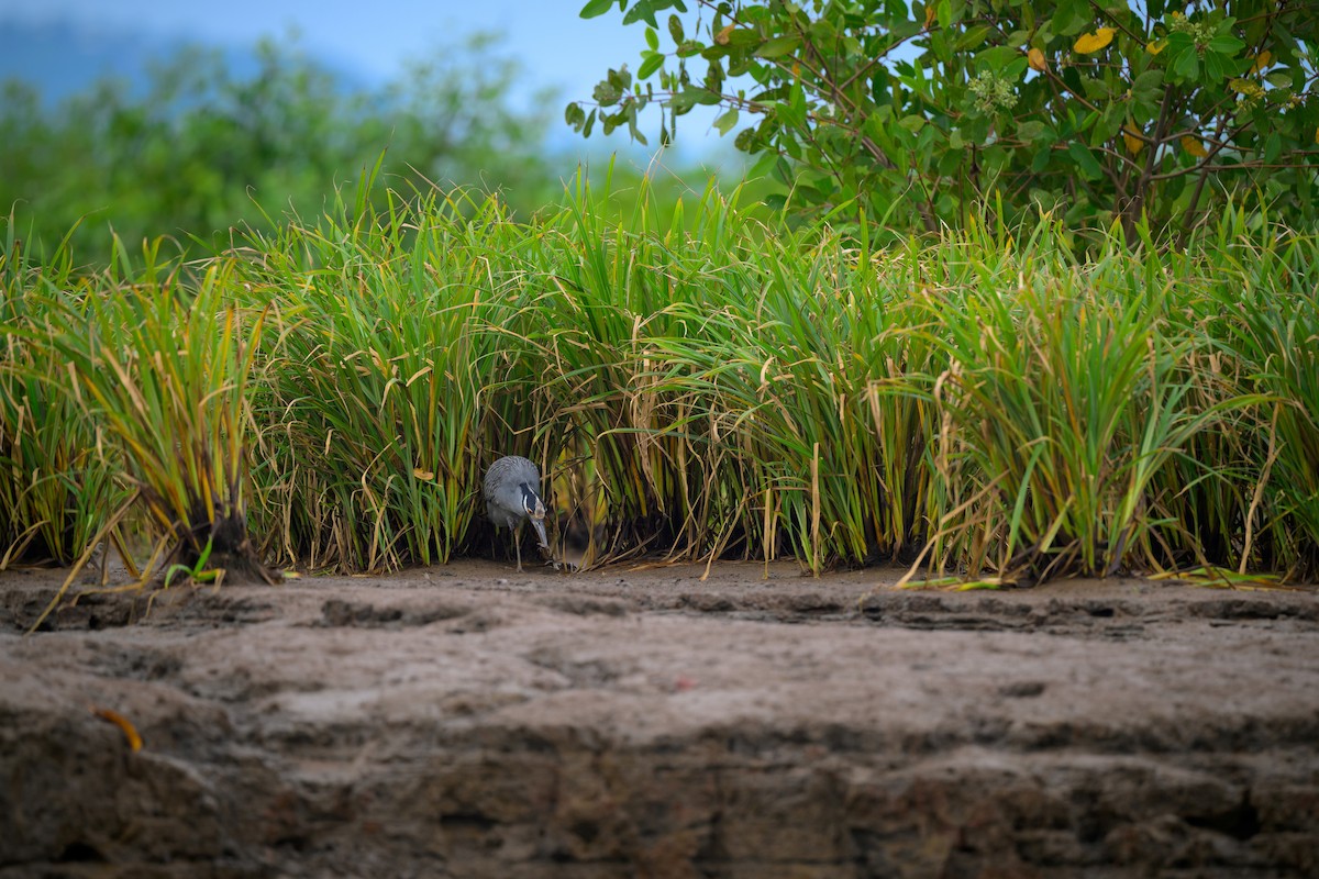 Yellow-crowned Night Heron - ML640432005
