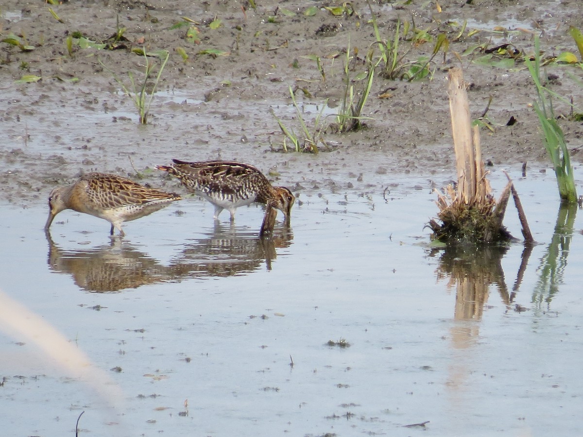 Wilson's Snipe - ML640432022
