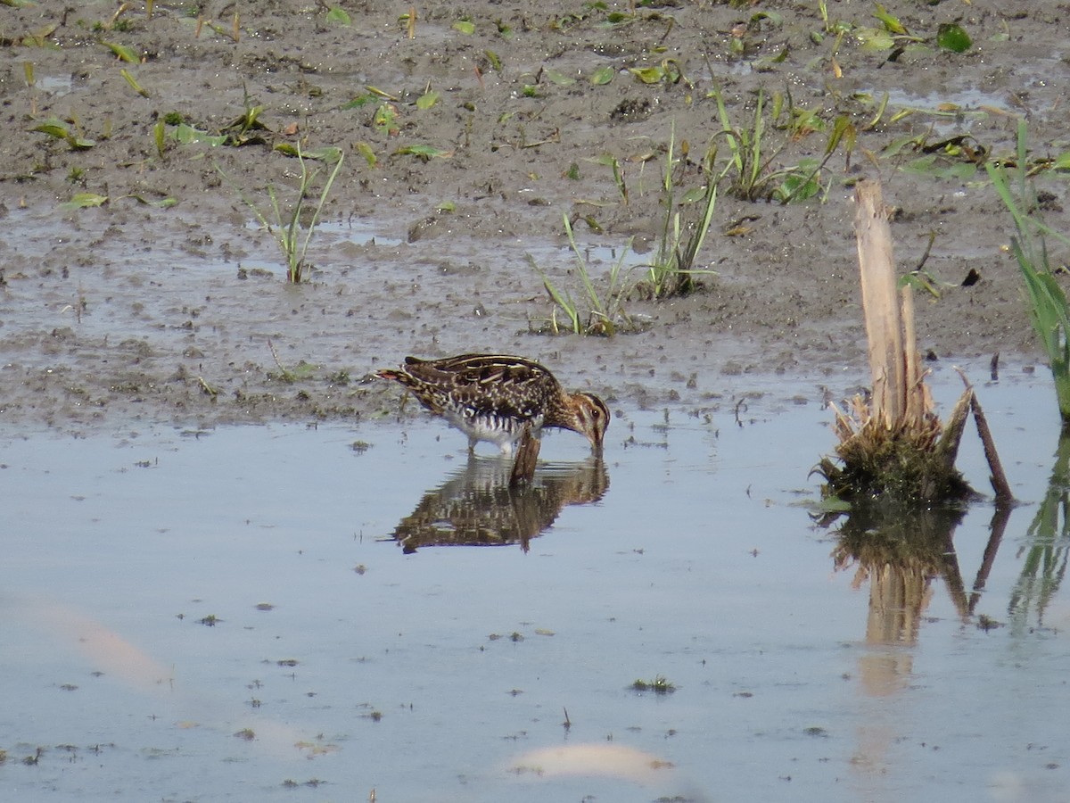 Wilson's Snipe - ML640432023