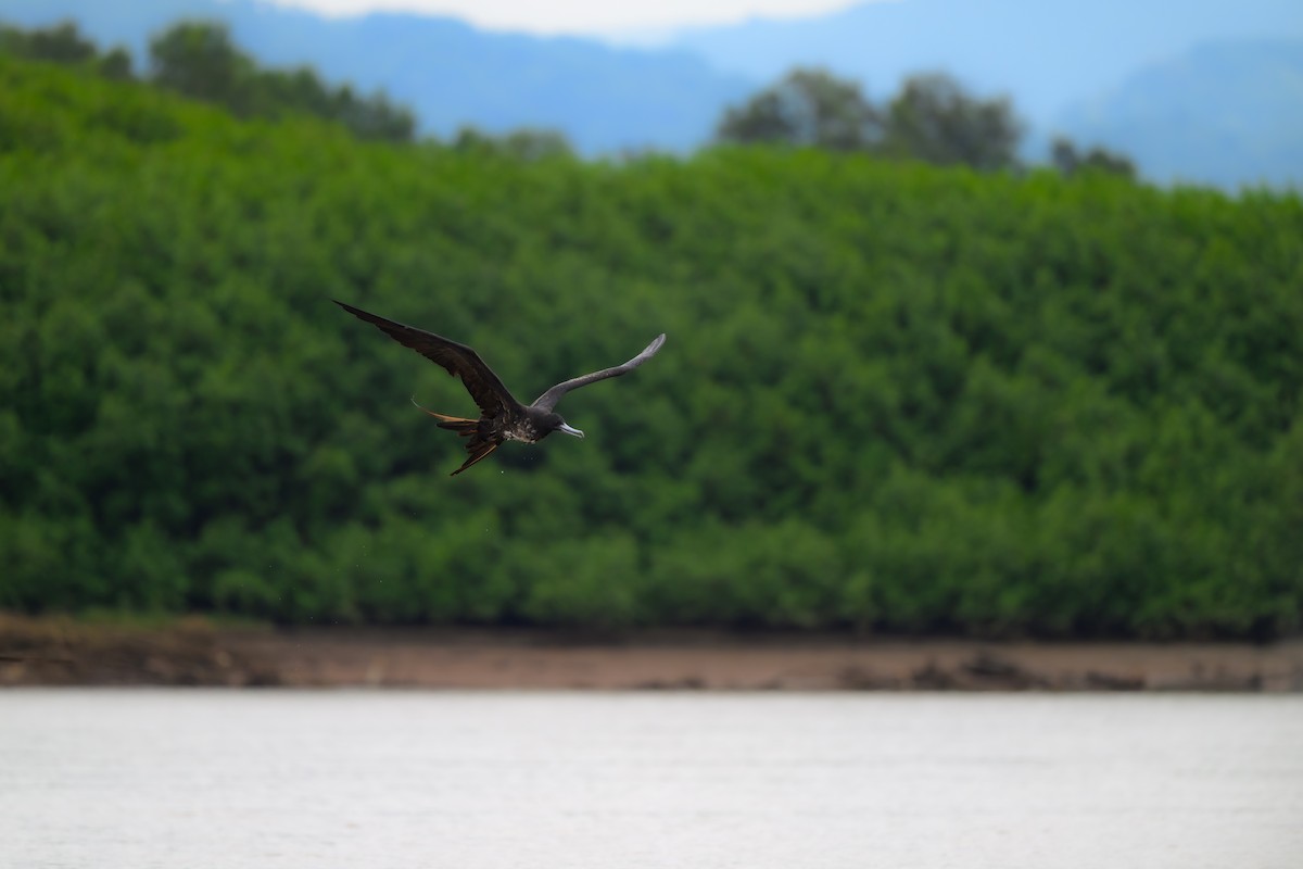 Magnificent Frigatebird - ML640432030