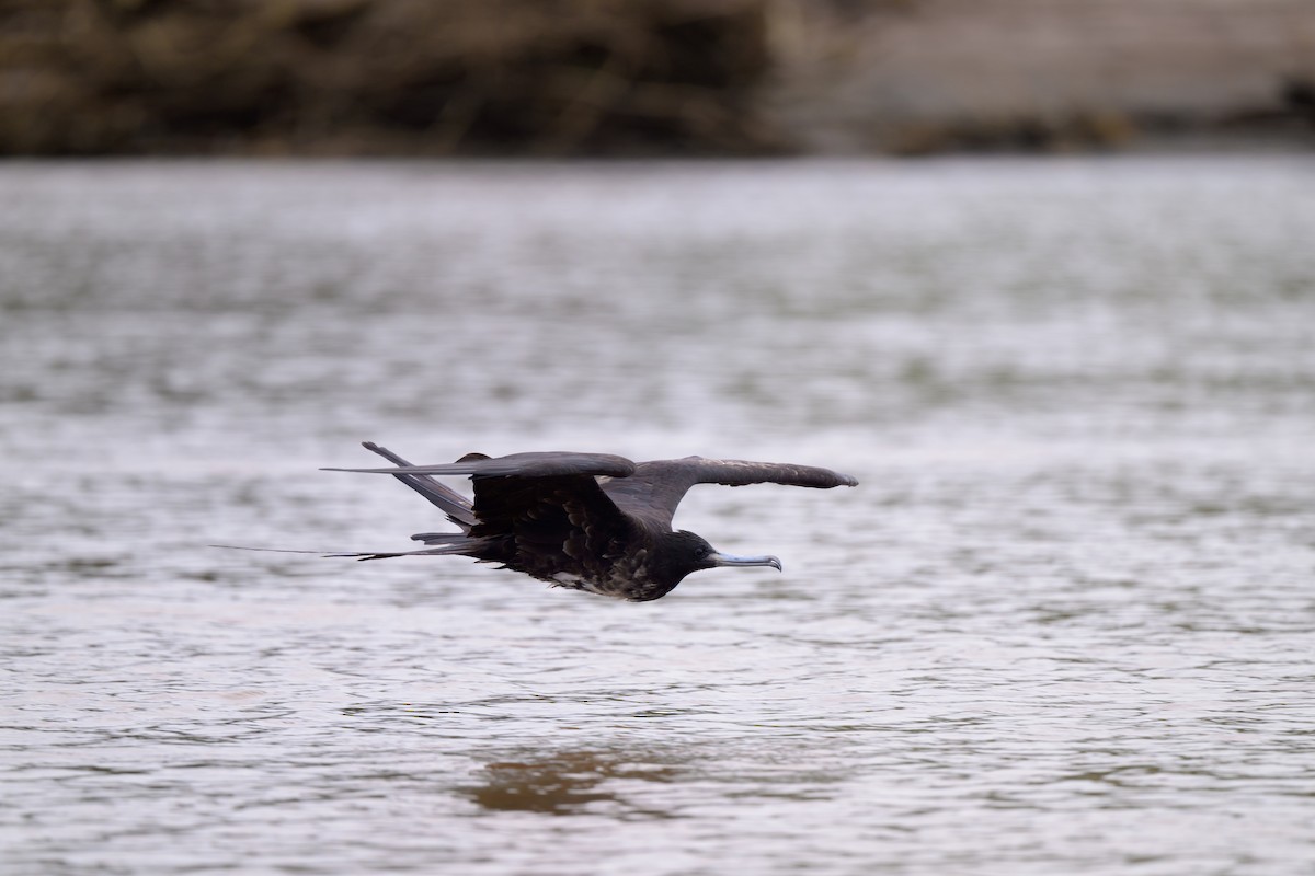 Magnificent Frigatebird - ML640432036