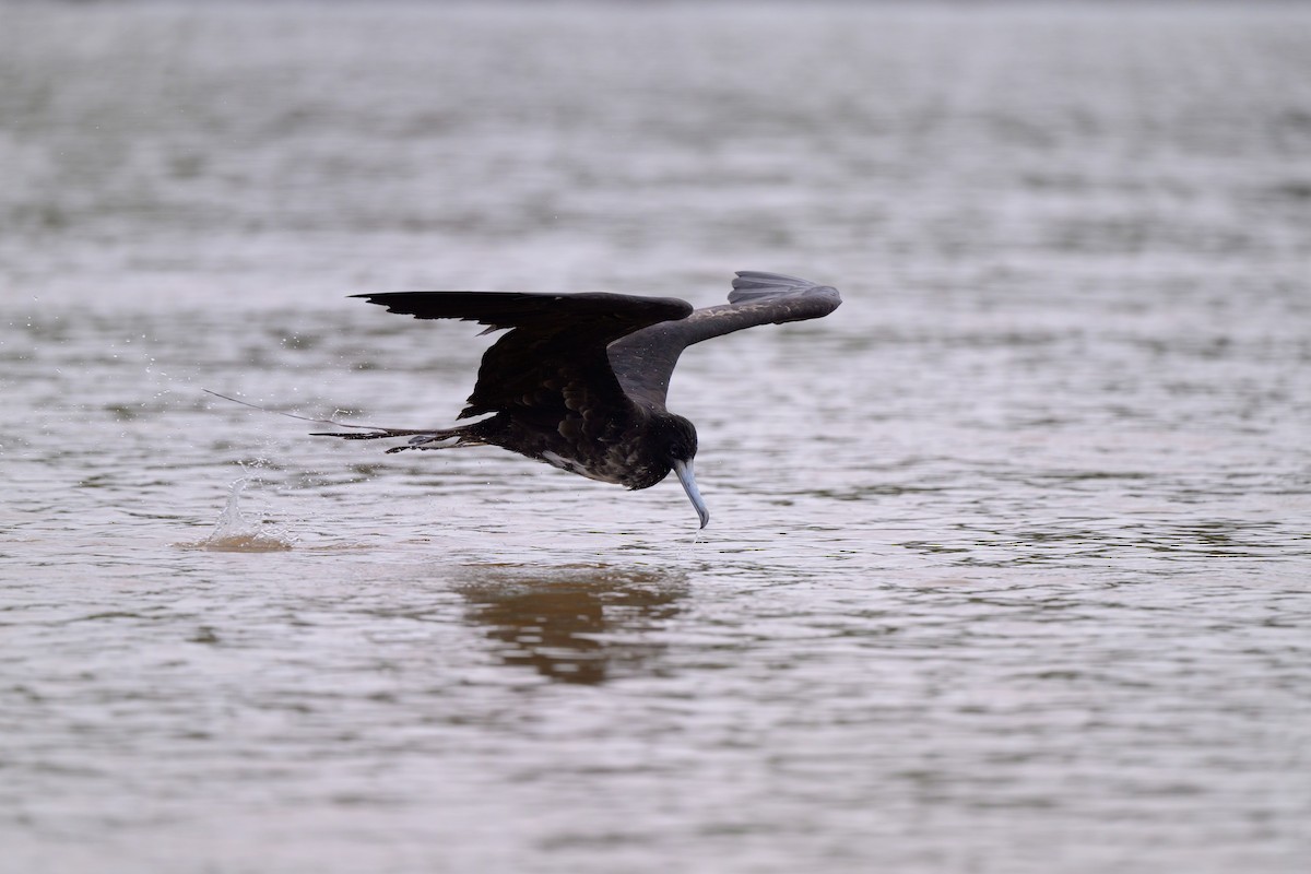 Magnificent Frigatebird - ML640432048