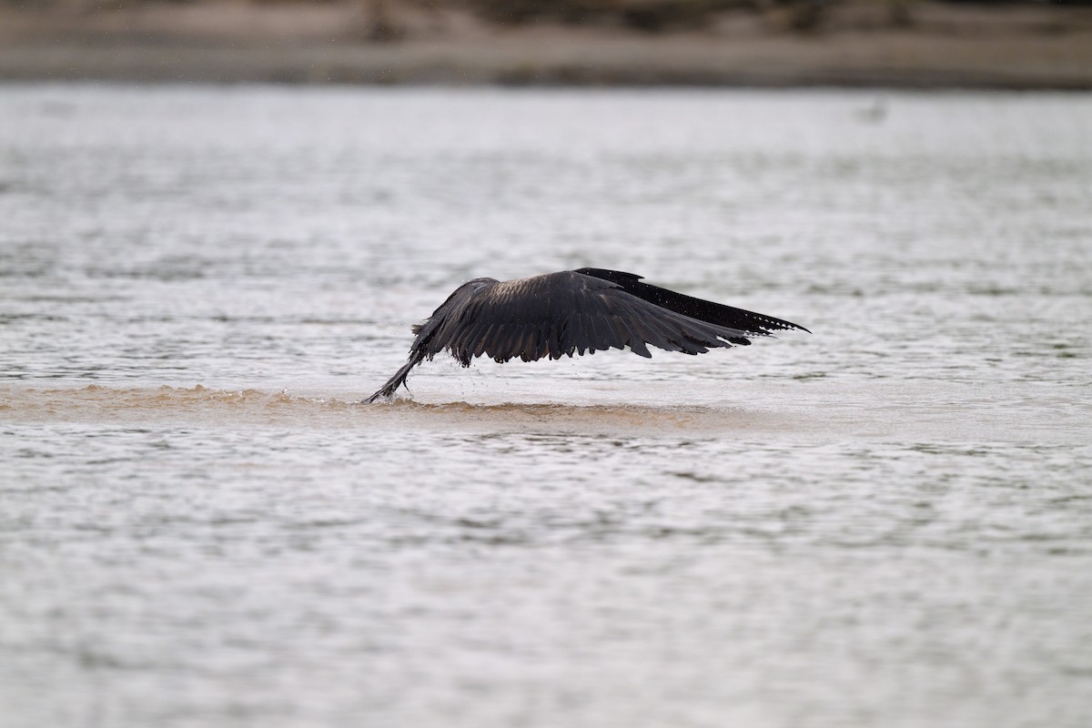 Magnificent Frigatebird - ML640432049