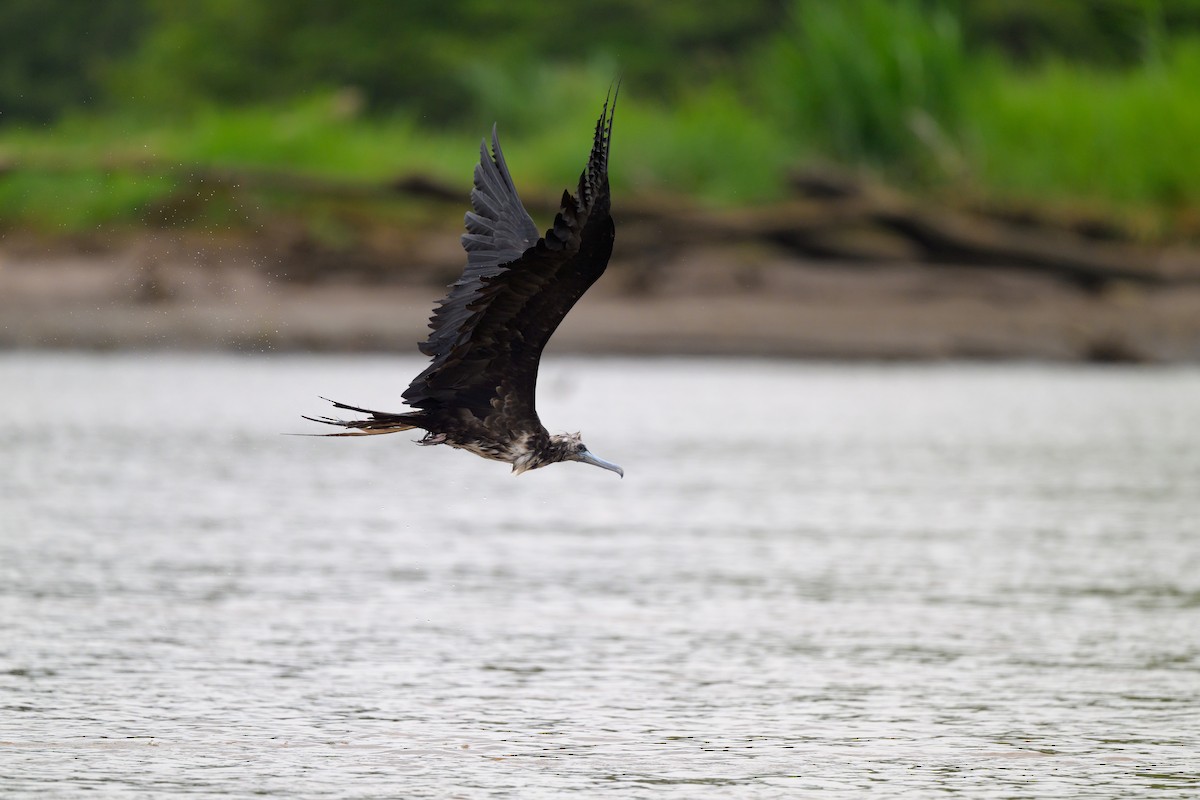 Magnificent Frigatebird - ML640432050