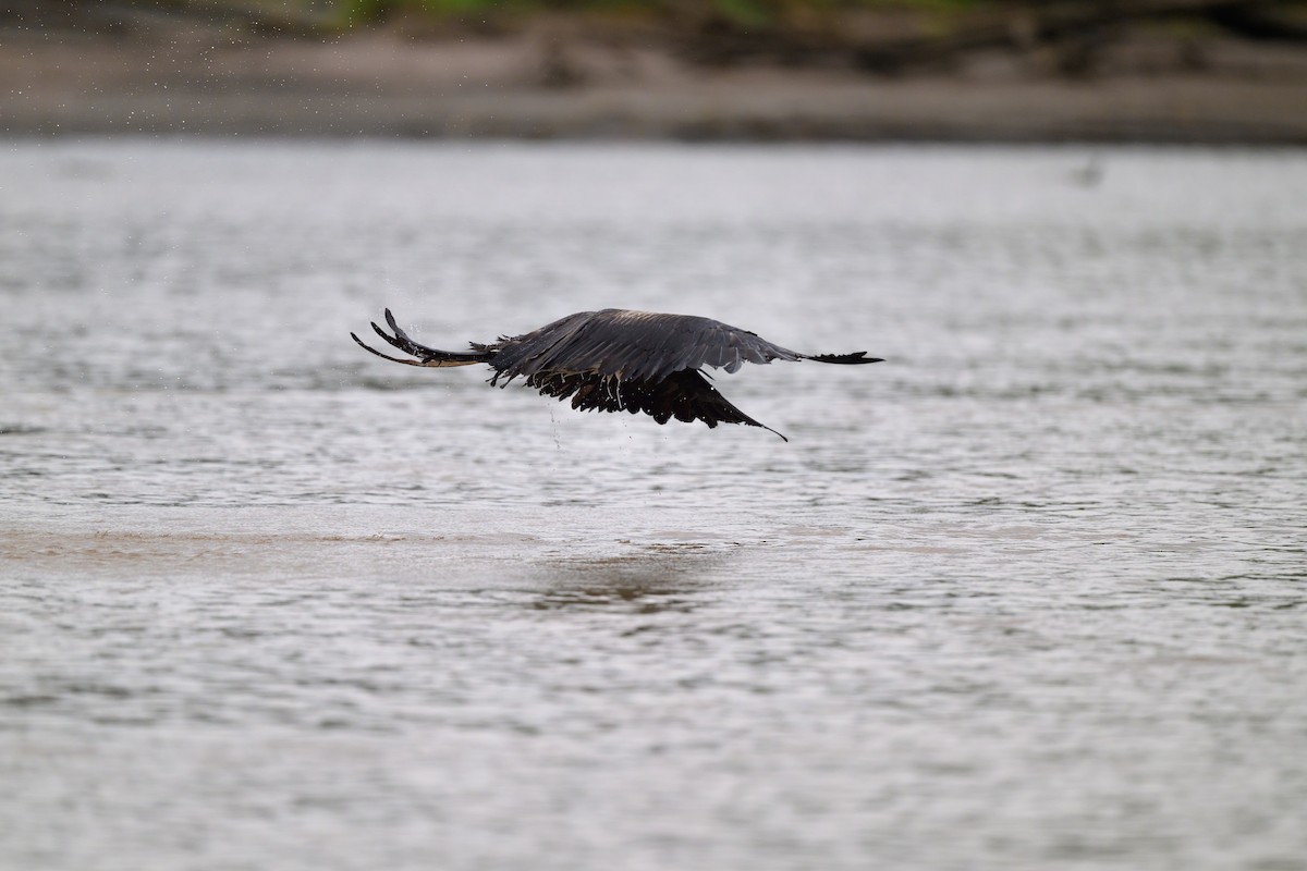 Magnificent Frigatebird - ML640432056