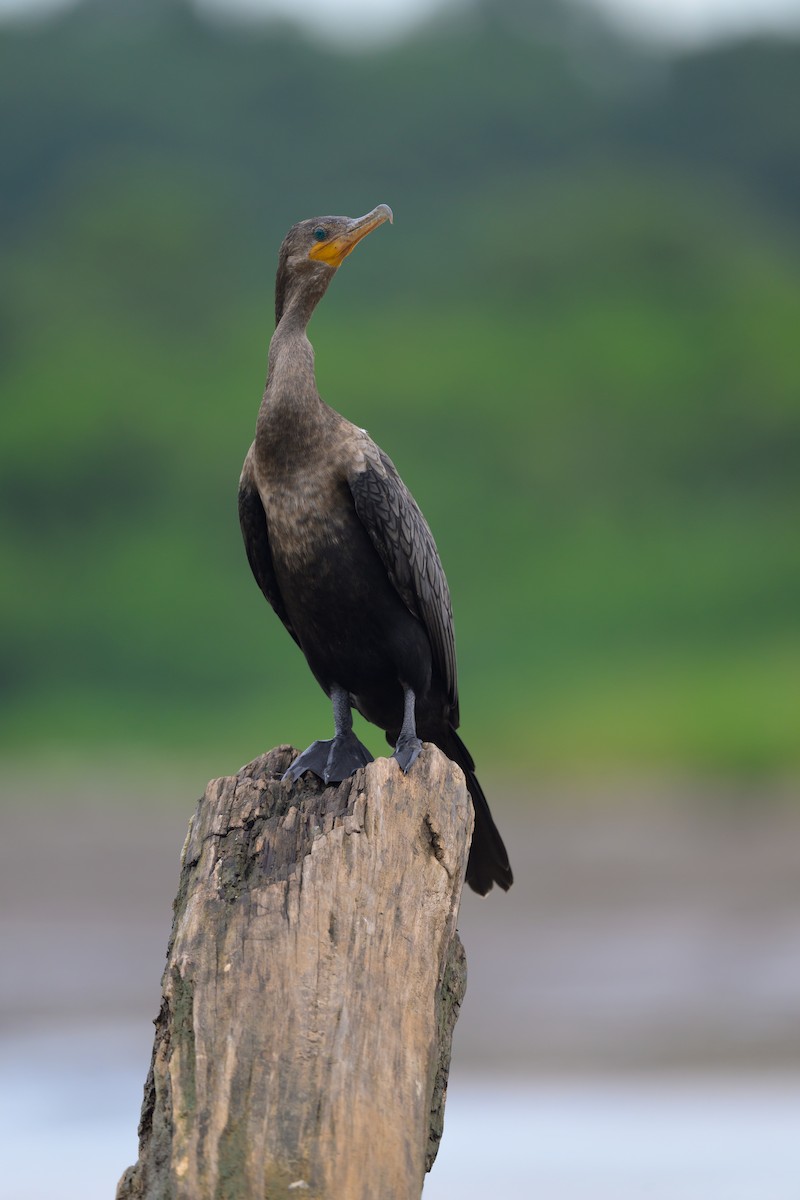 Neotropic Cormorant - ML640432068
