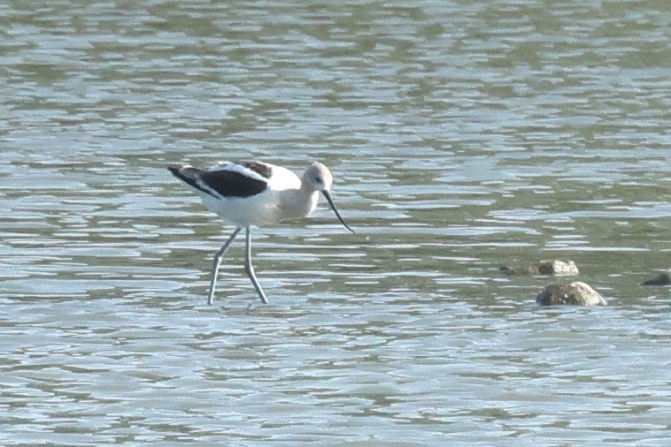 American Avocet - ML640432103