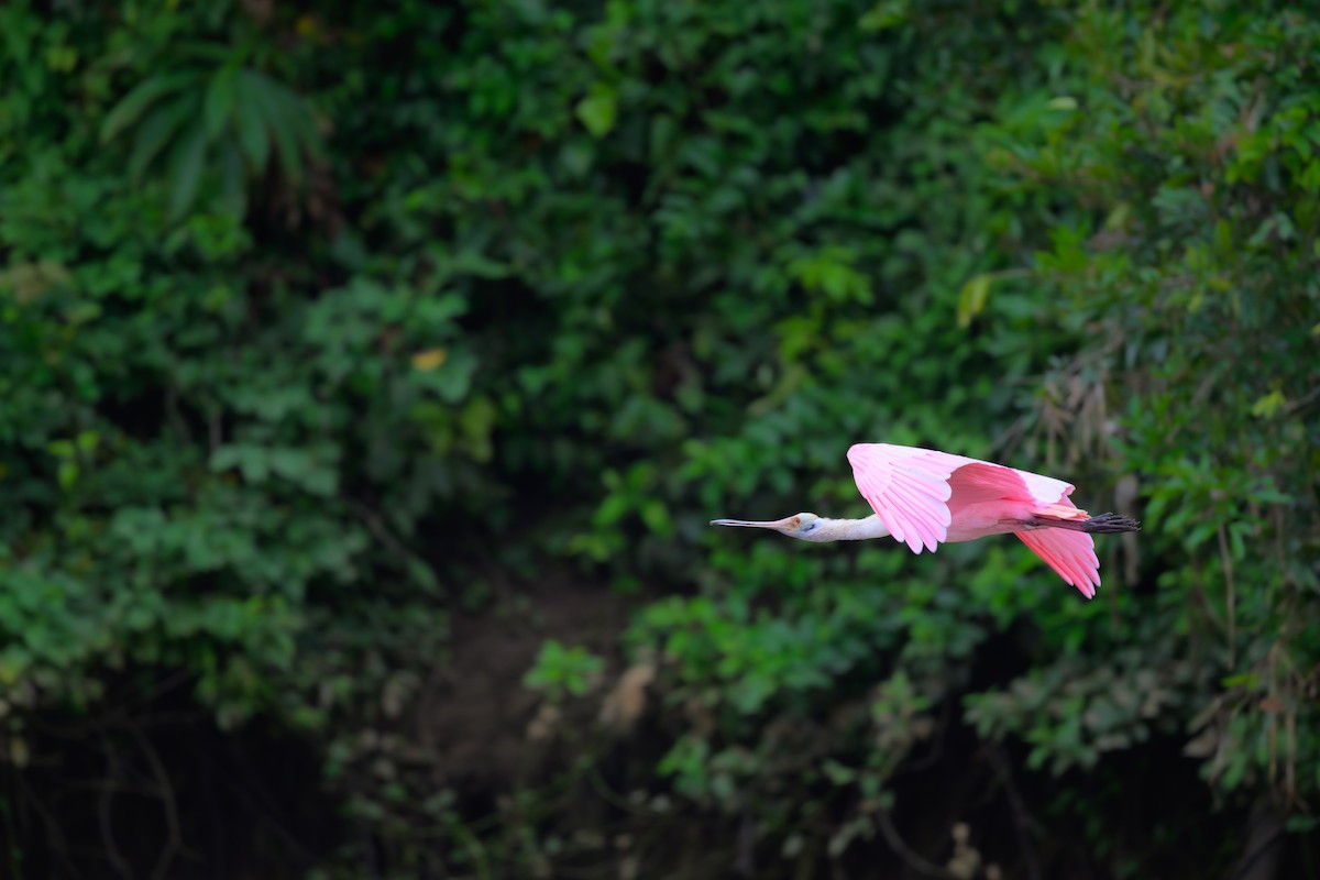 Roseate Spoonbill - ML640432123