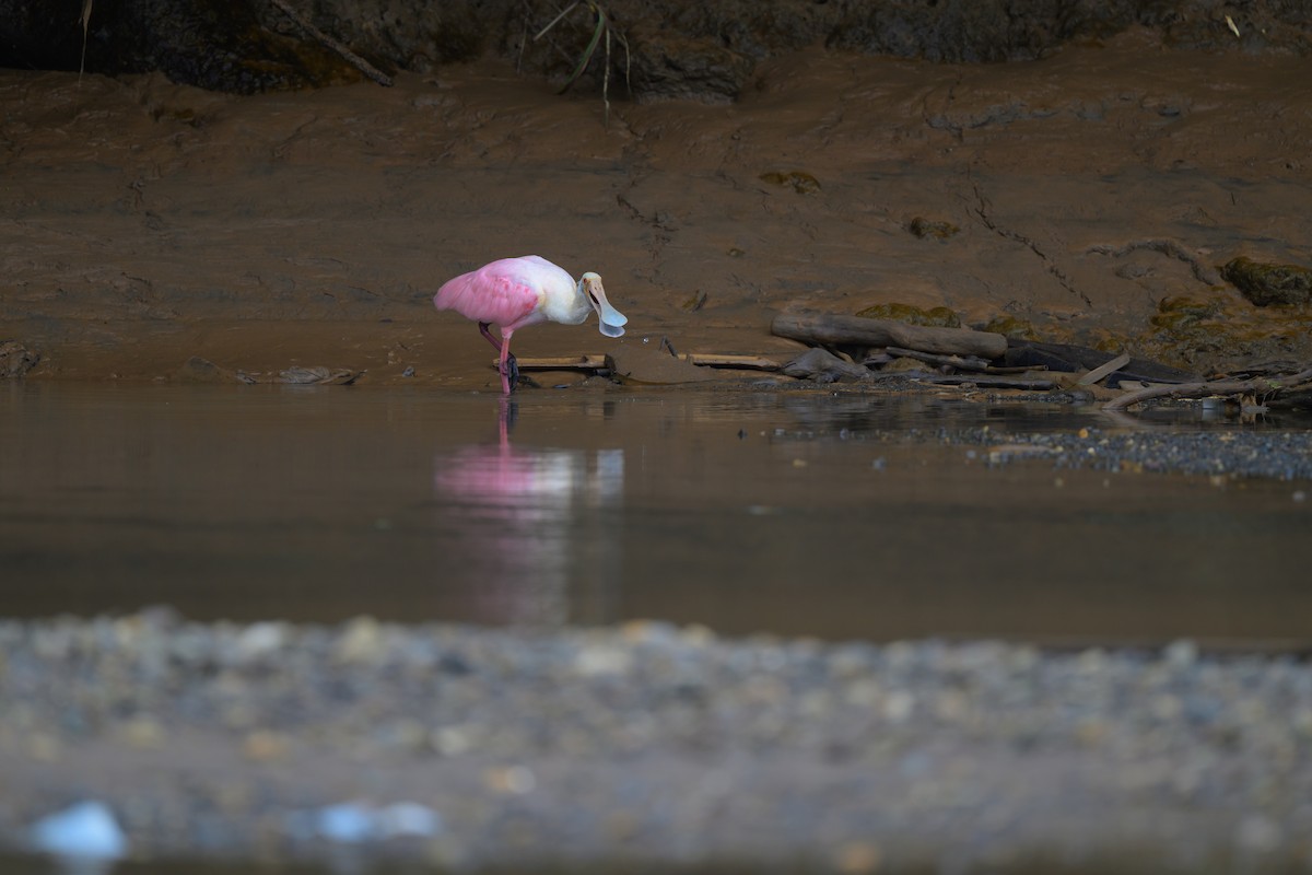 Roseate Spoonbill - ML640432124