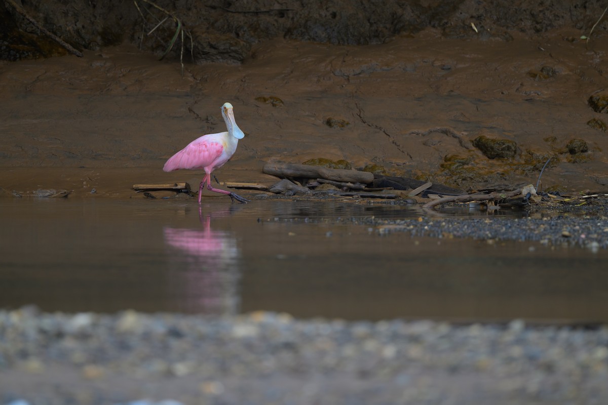 Roseate Spoonbill - ML640432127