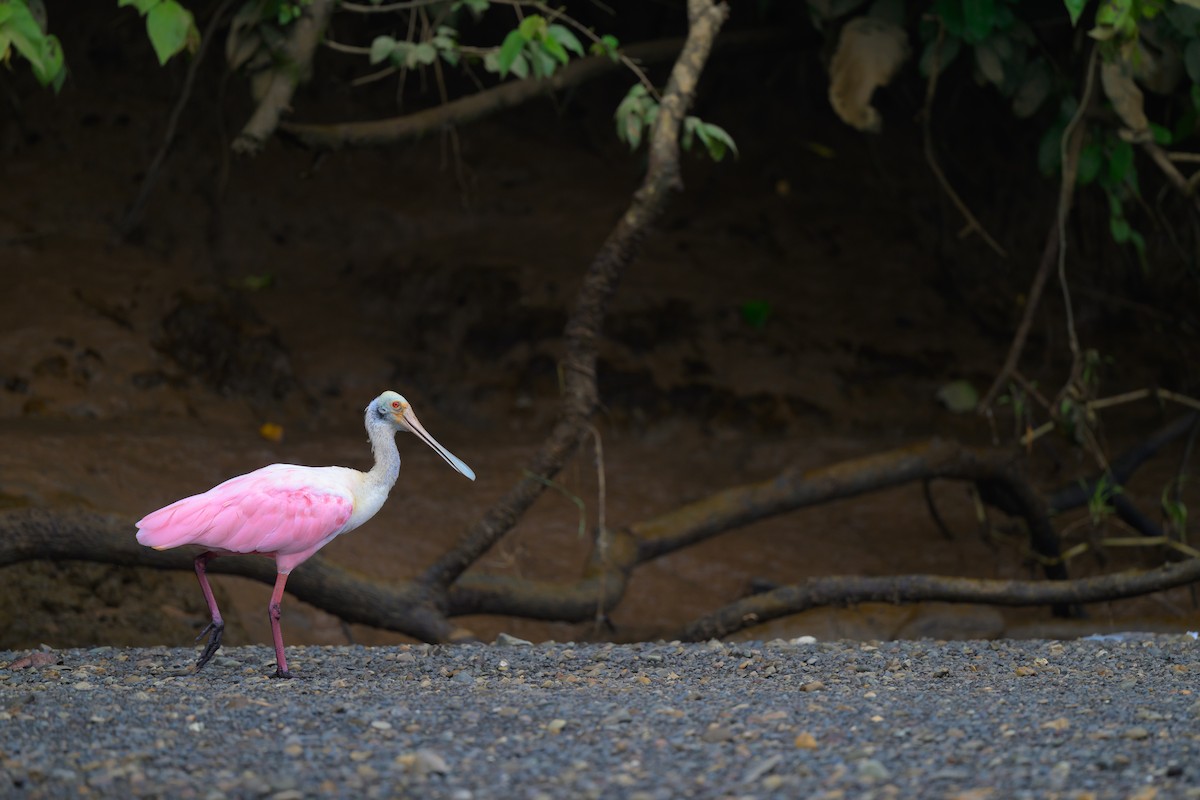 Roseate Spoonbill - ML640432131