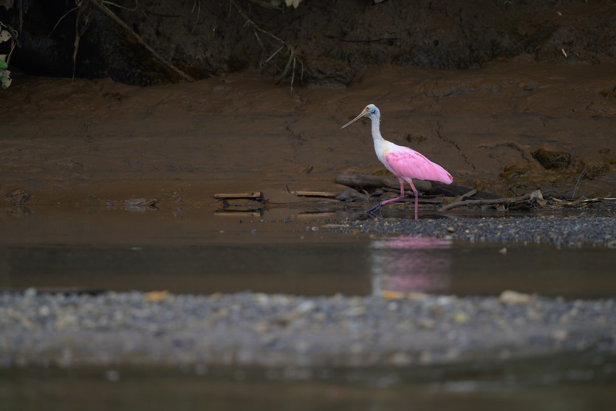 Roseate Spoonbill - ML640432132