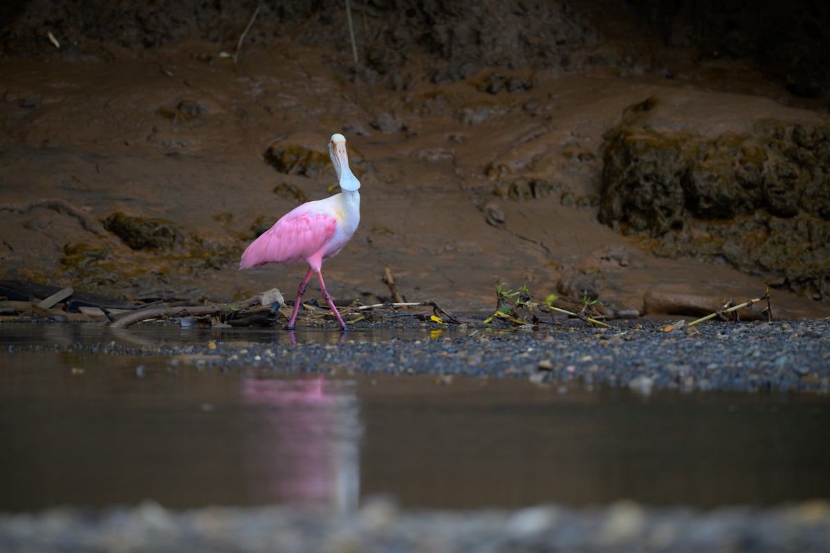 Roseate Spoonbill - ML640432133