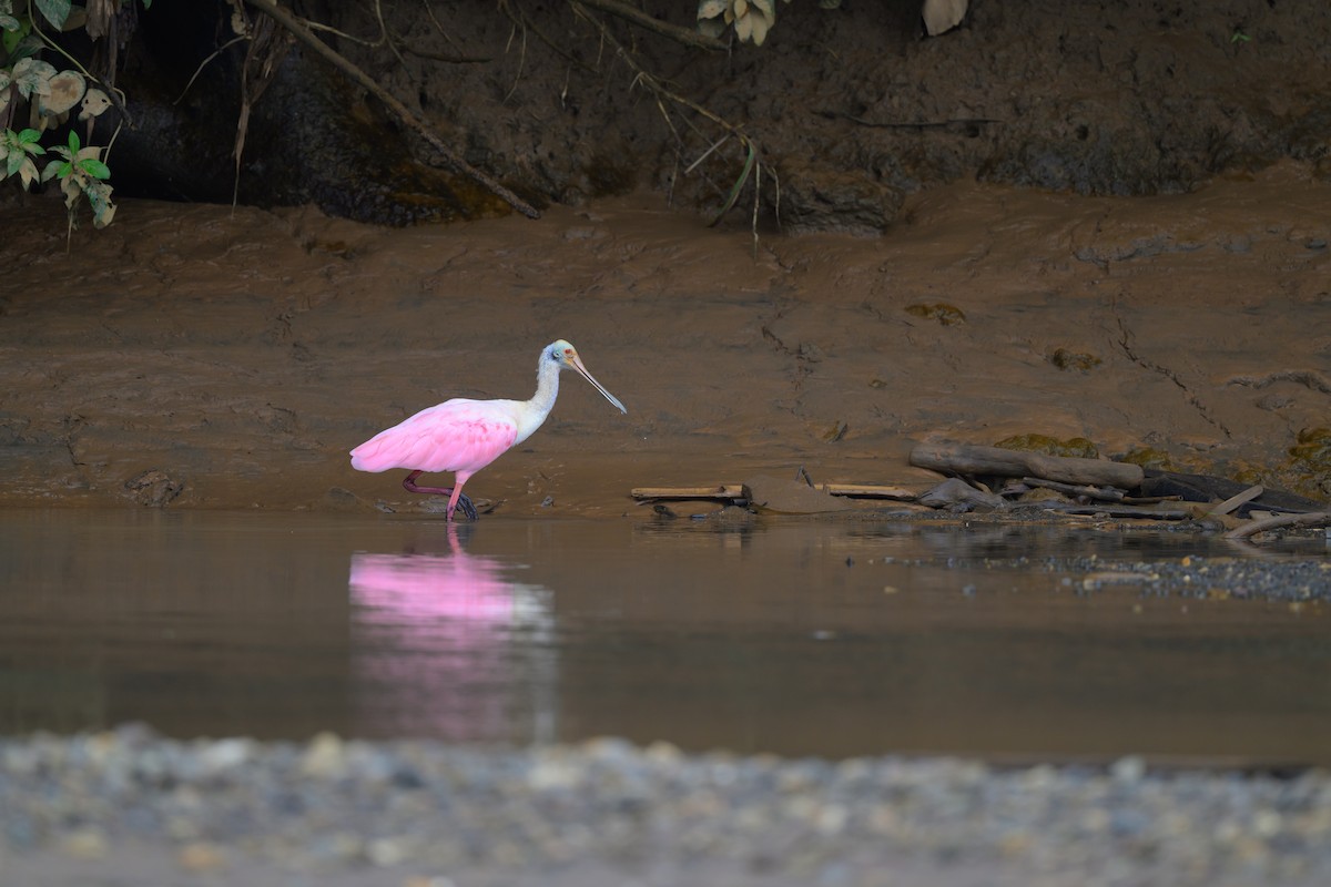 Roseate Spoonbill - ML640432134
