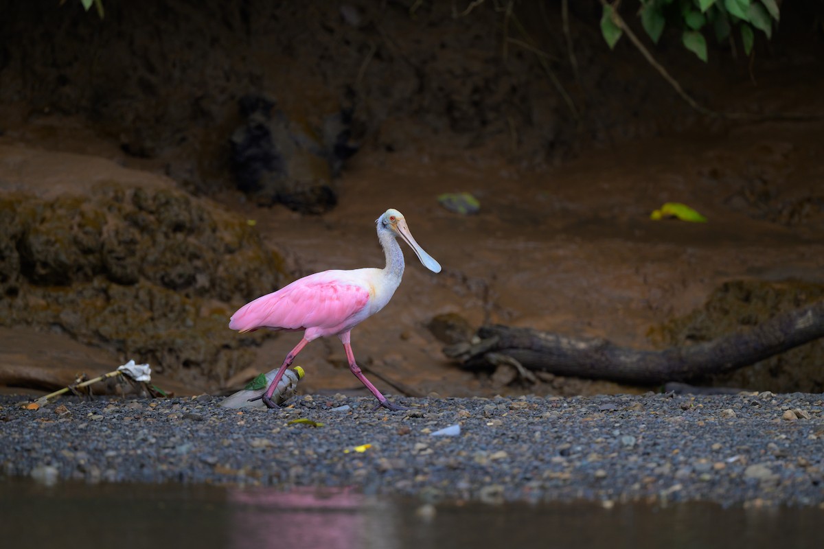 Roseate Spoonbill - ML640432135