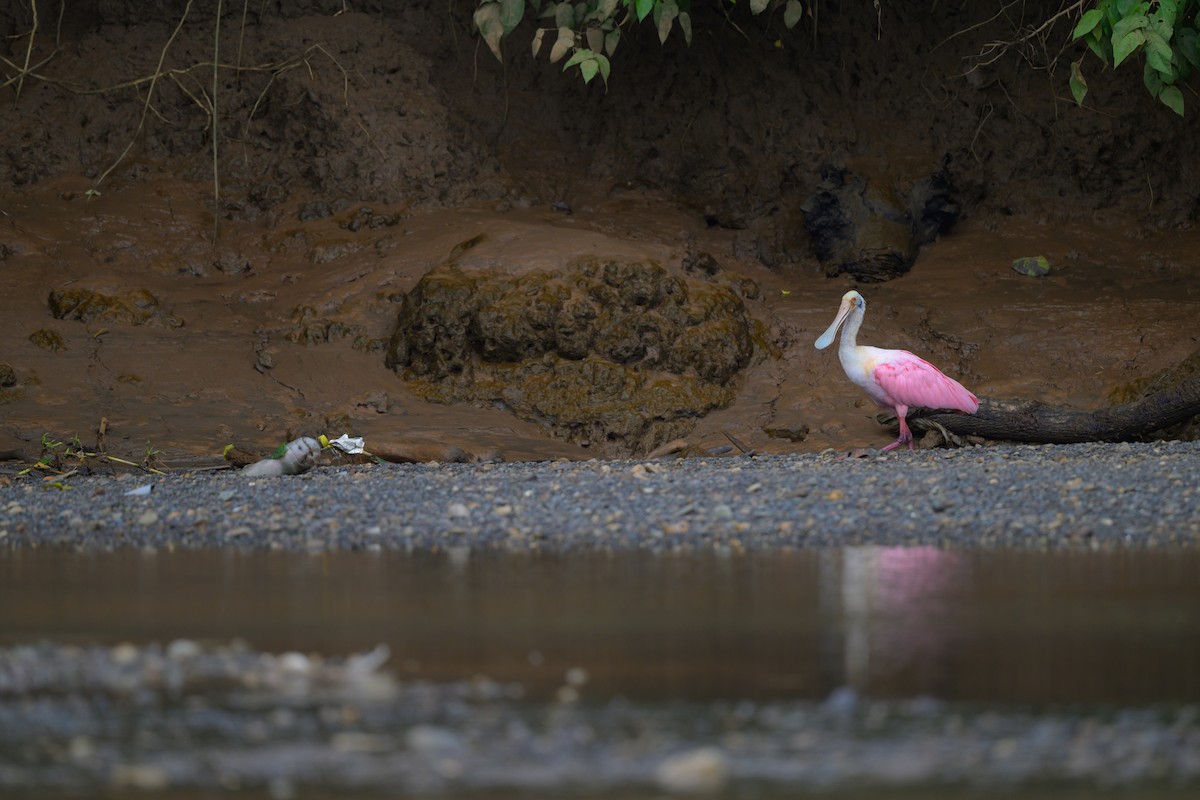 Roseate Spoonbill - ML640432136