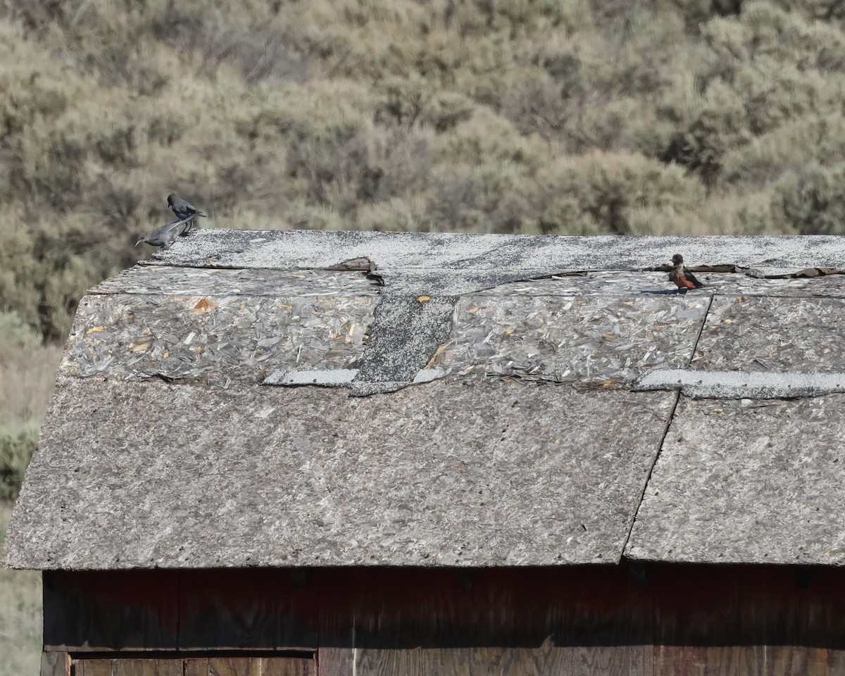 Pinyon Jay - ML640432178