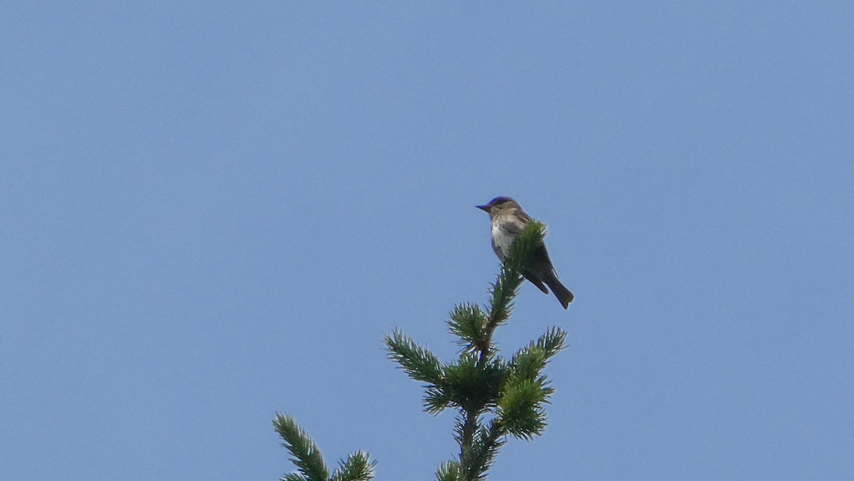 Olive-sided Flycatcher - ML640432193