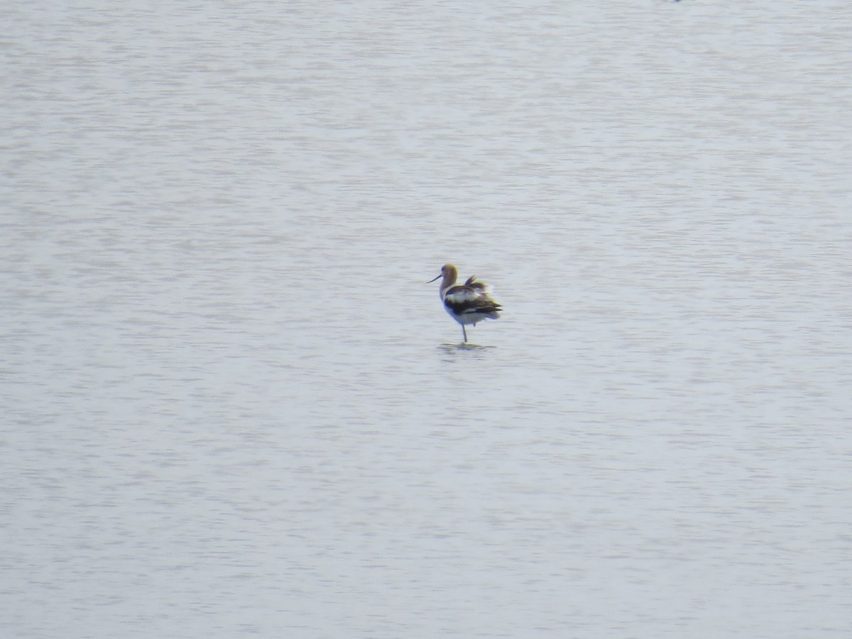 American Avocet - ML640432210