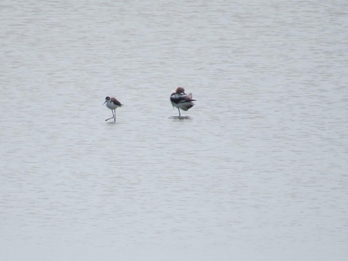 Black-necked Stilt - ML640432218