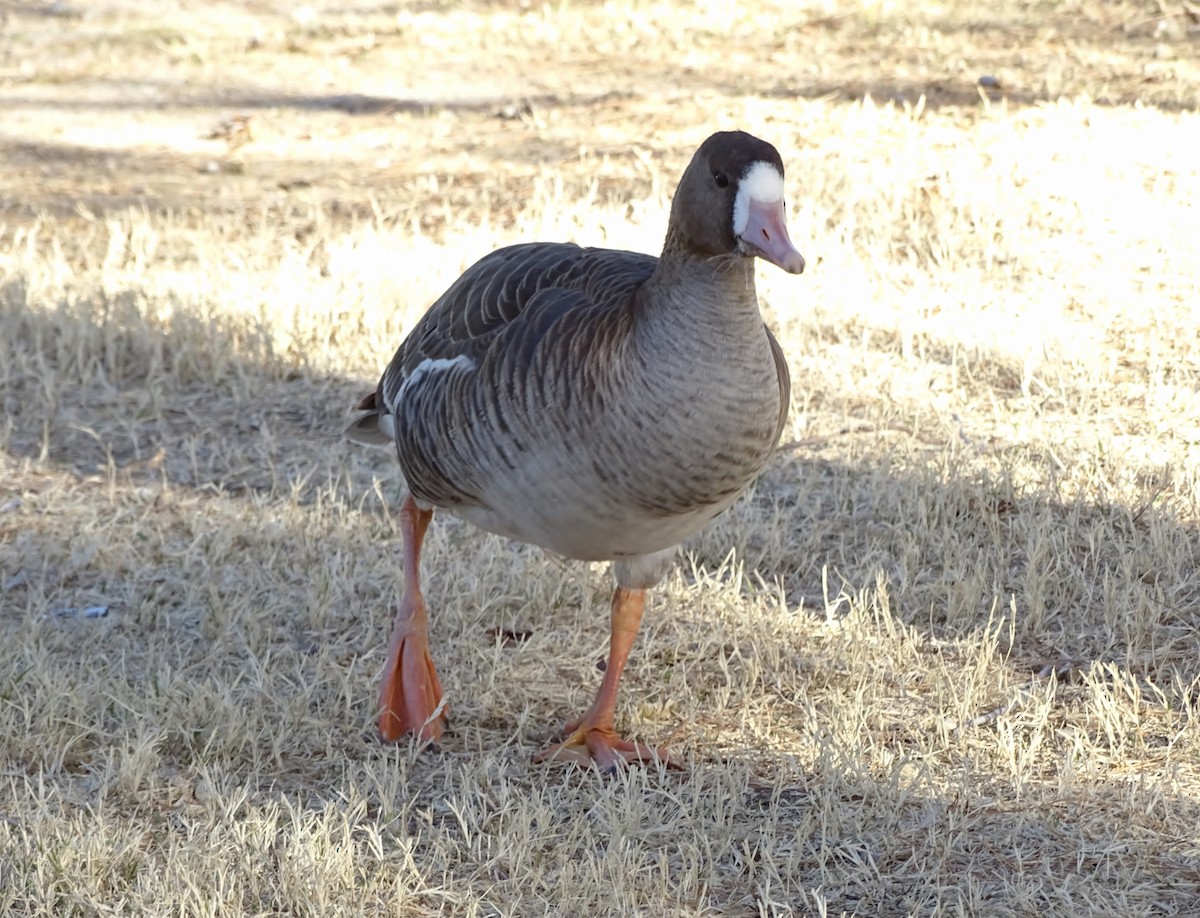 Greater White-fronted Goose - ML640432219