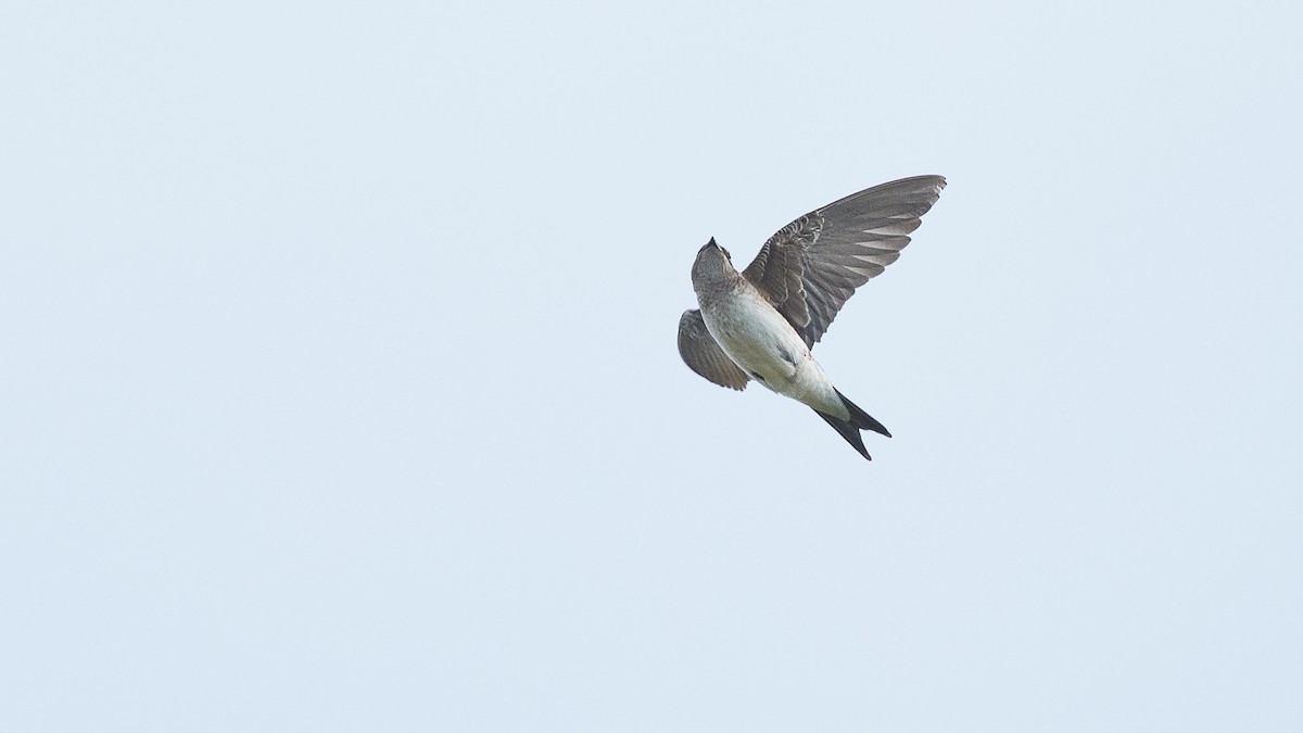 Gray-breasted Martin - ML640432225