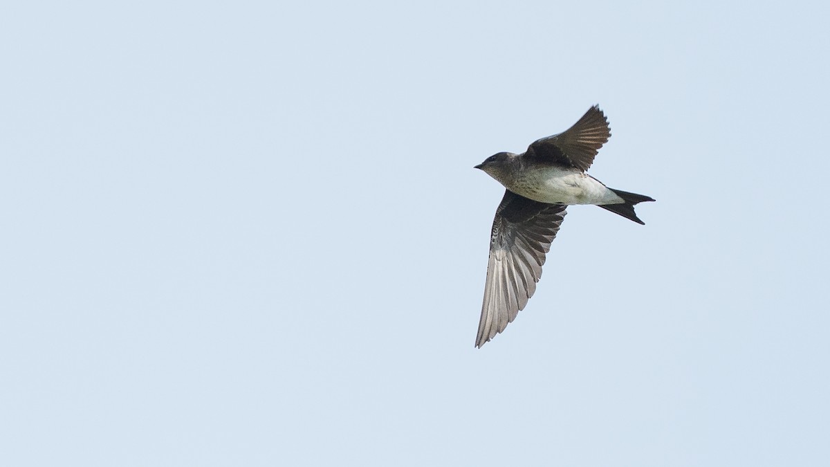 Gray-breasted Martin - ML640432226