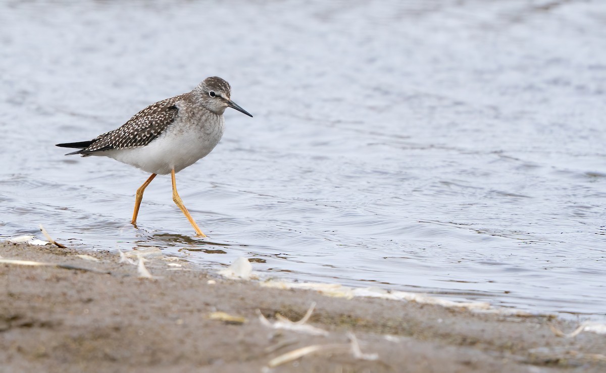Lesser Yellowlegs - ML640432254