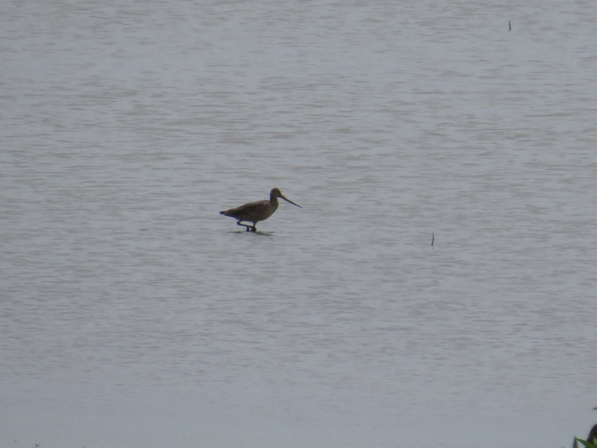 Marbled Godwit - ML640432260