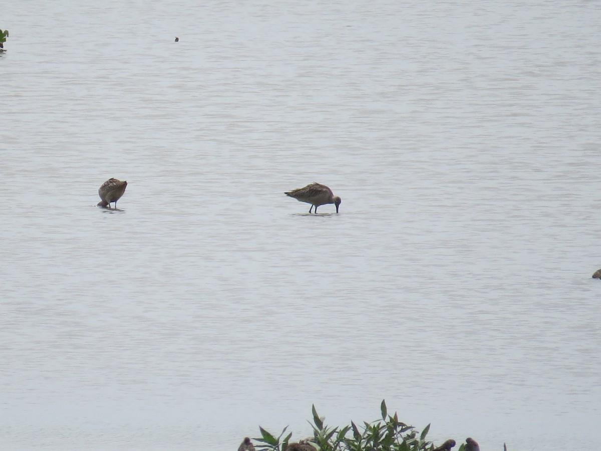 Marbled Godwit - ML640432261