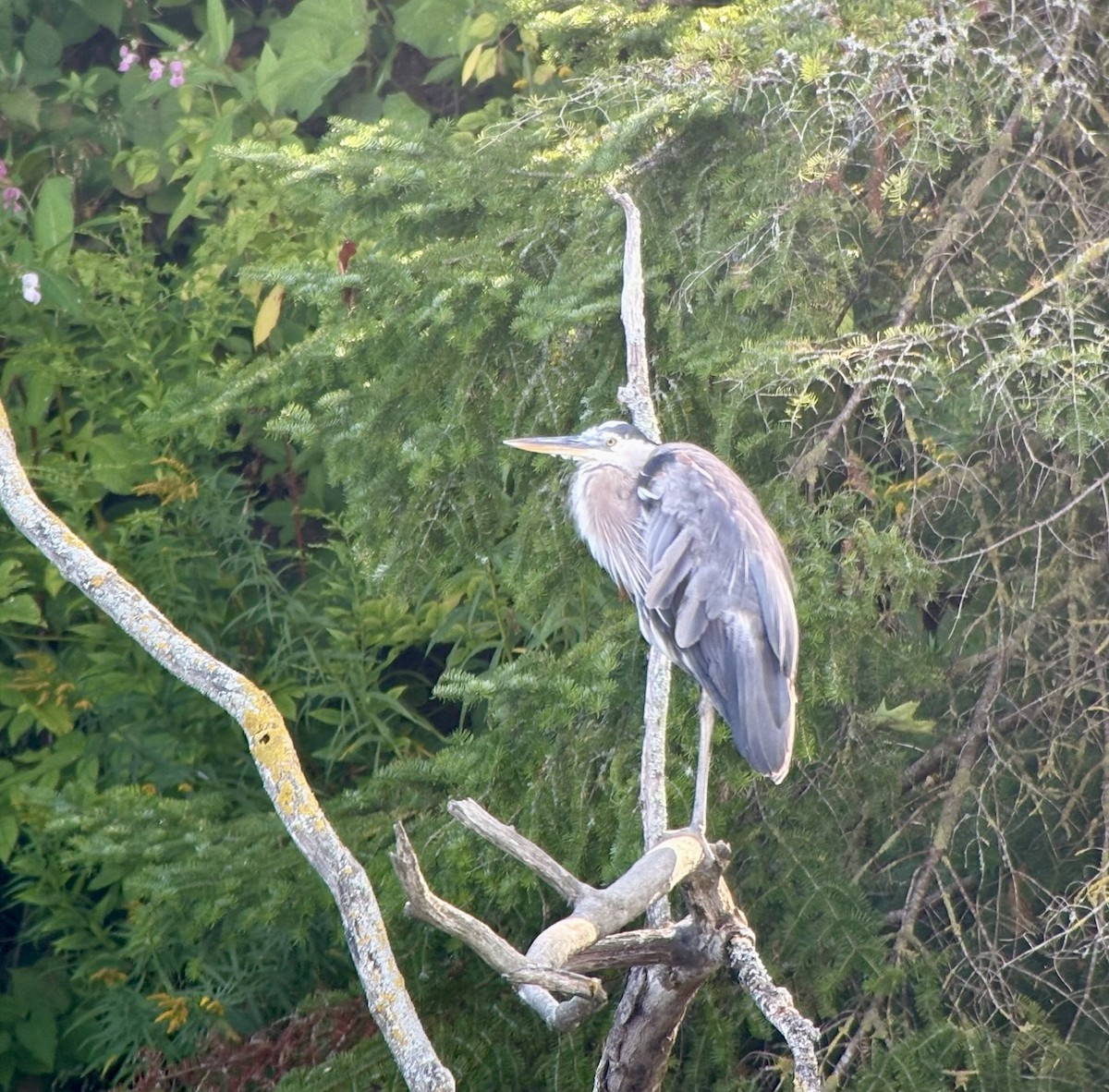 Great Blue Heron - ML640432270