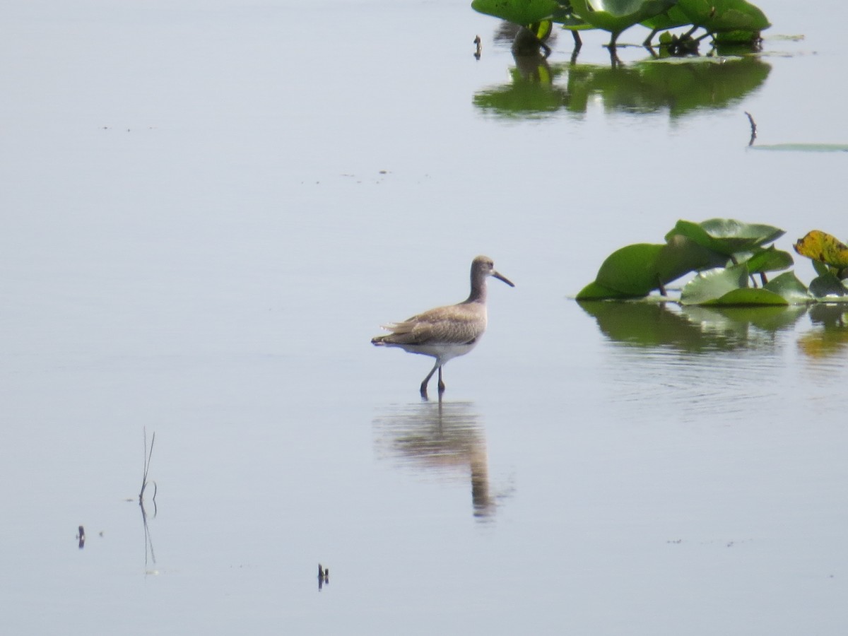 Willet - ML640432299