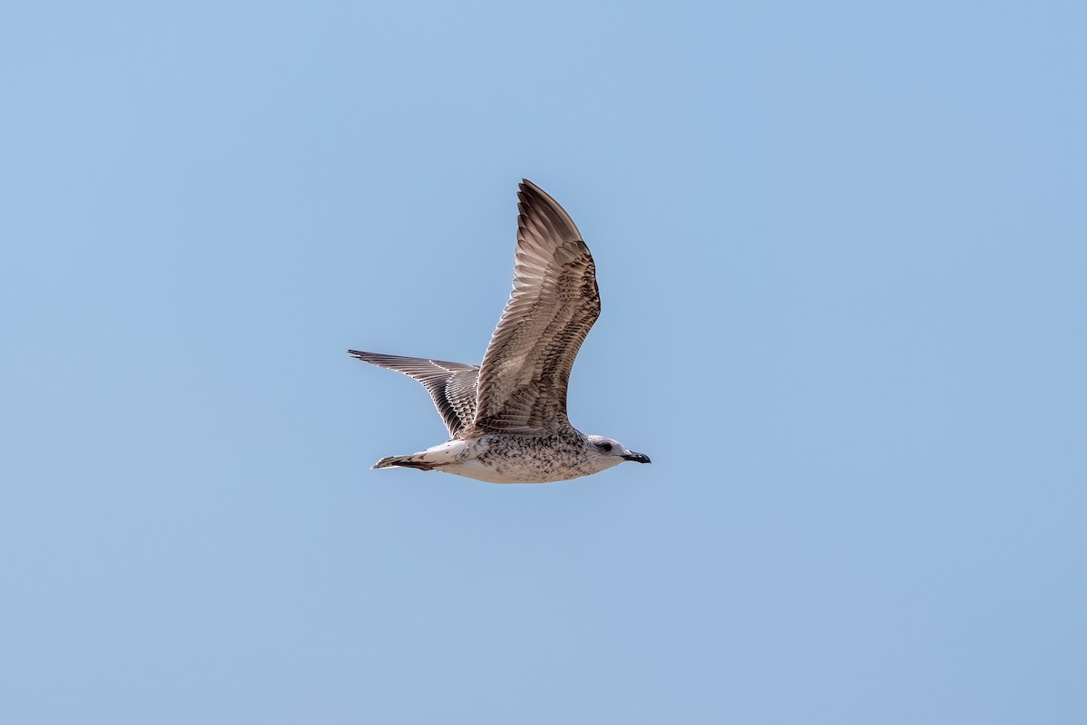 Yellow-legged Gull - ML640432317