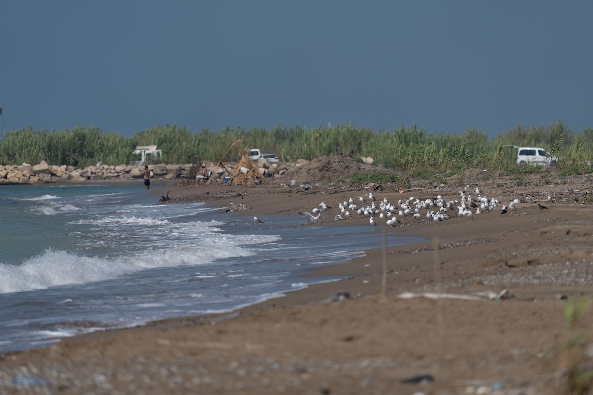 Yellow-legged Gull - ML640432319