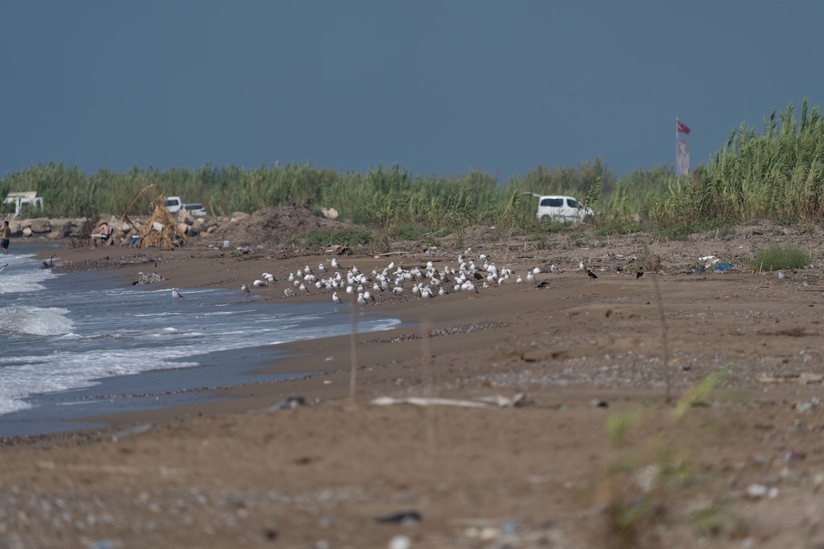 Yellow-legged Gull - ML640432320