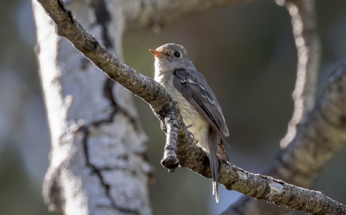 Hammond's/Dusky Flycatcher - ML640432336