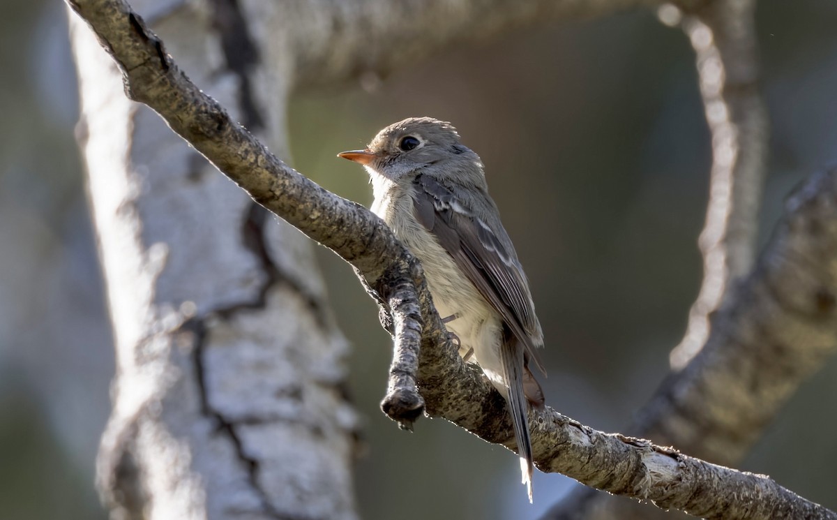 Hammond's/Dusky Flycatcher - ML640432337