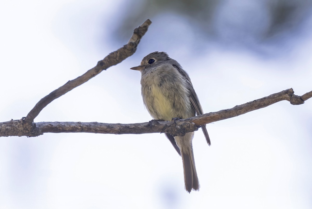 Hammond's/Dusky Flycatcher - ML640432340