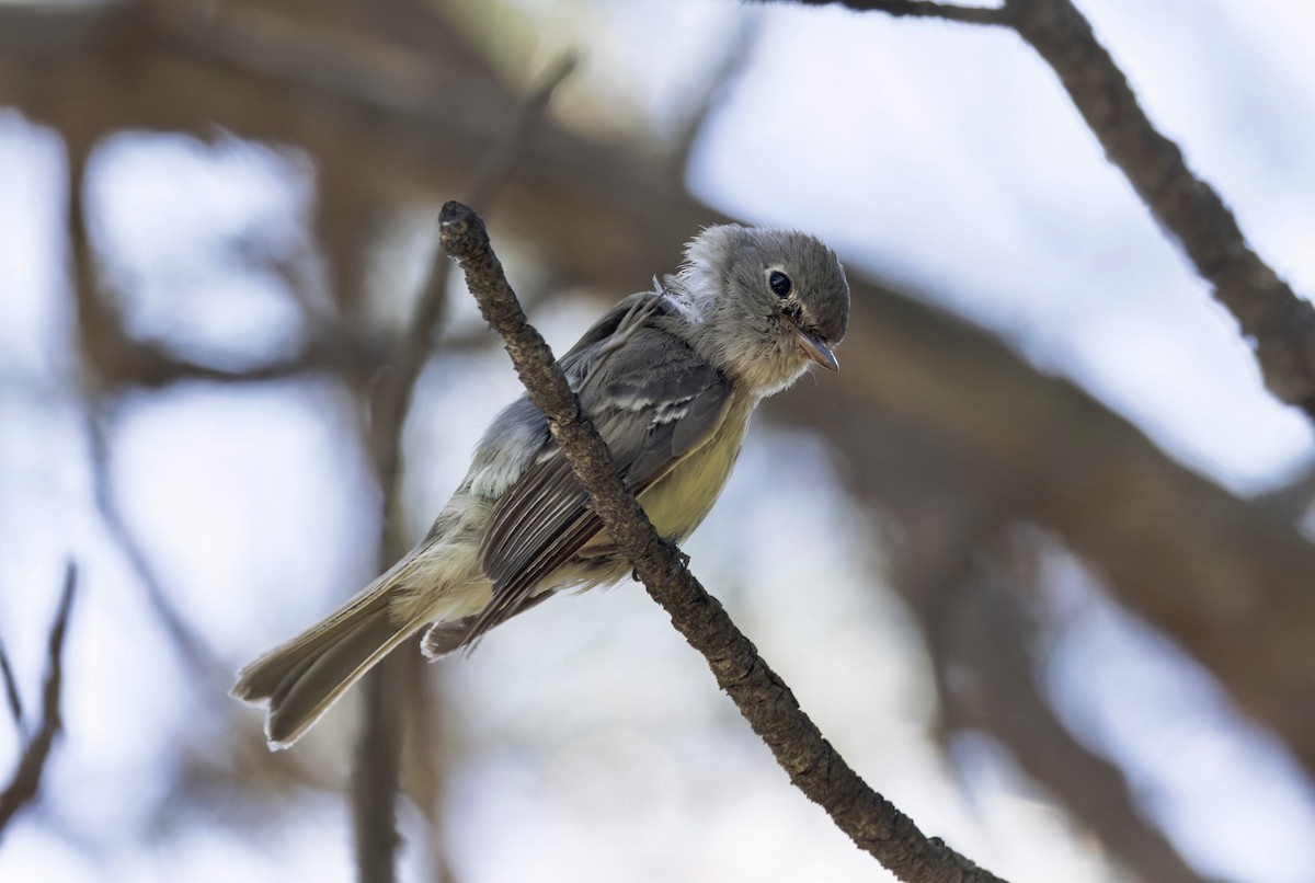 Hammond's/Dusky Flycatcher - ML640432341