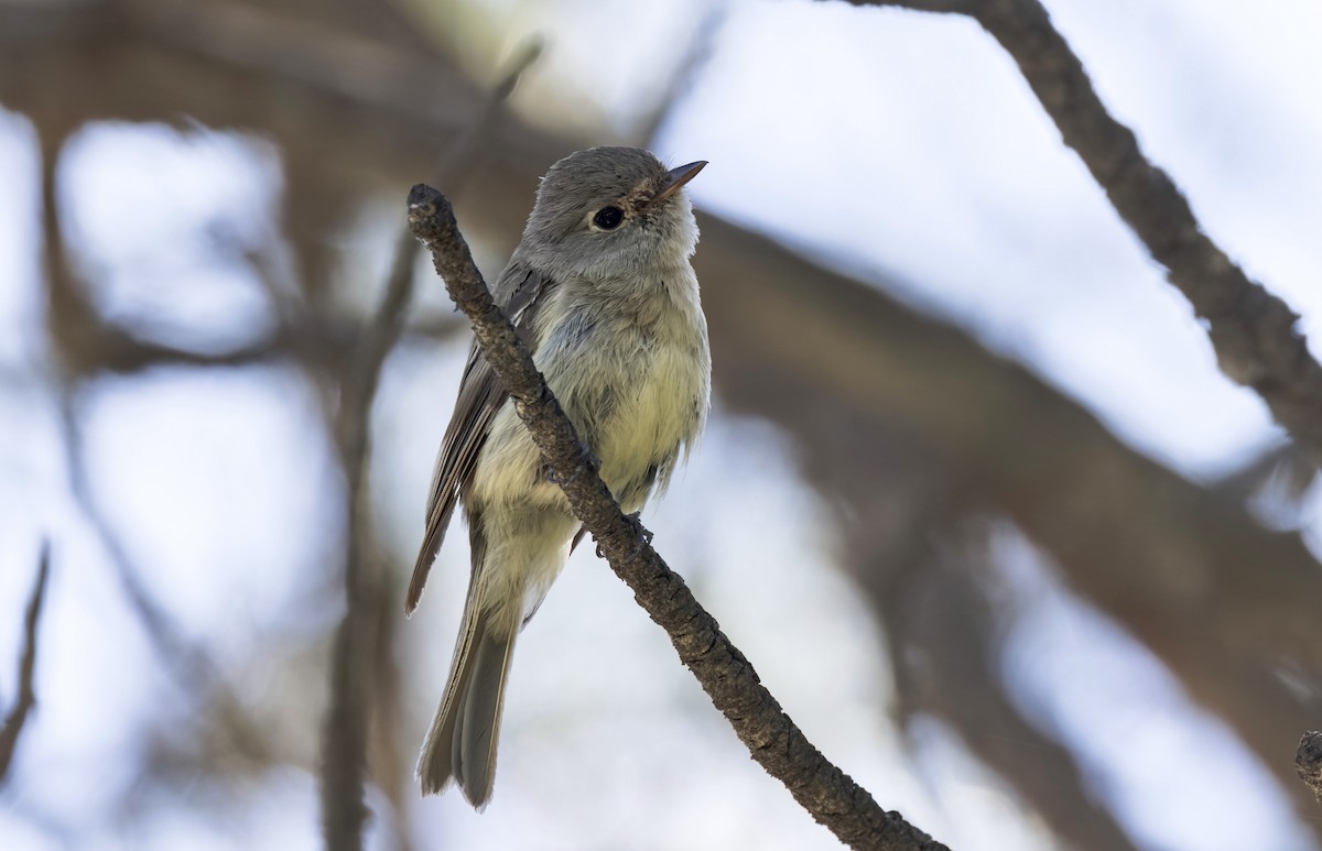 Hammond's/Dusky Flycatcher - ML640432342
