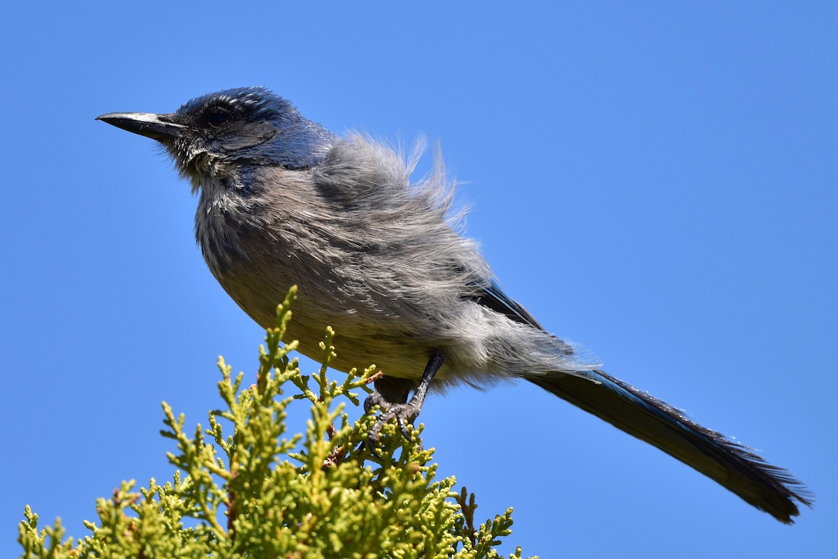 Woodhouse's Scrub-Jay - ML640432360