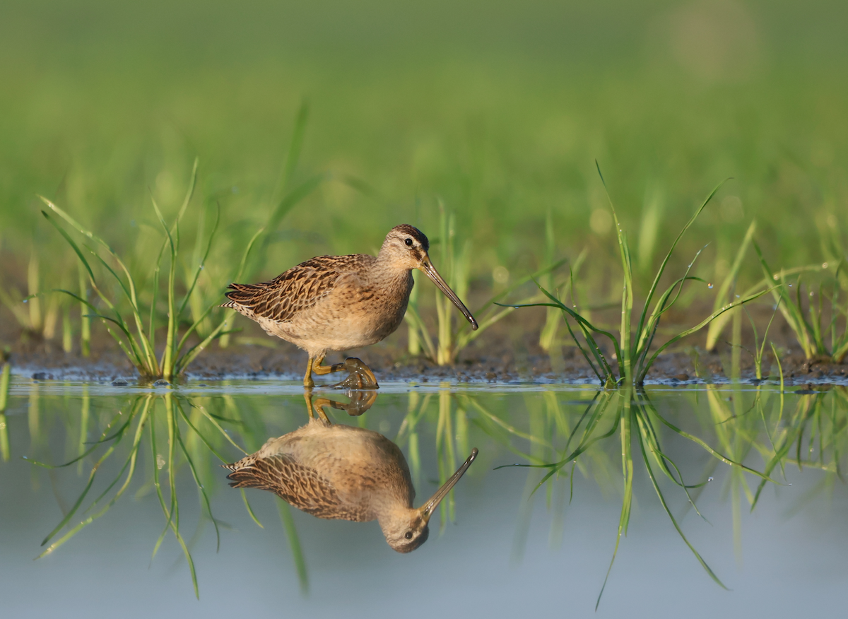 Short-billed Dowitcher - ML640432412