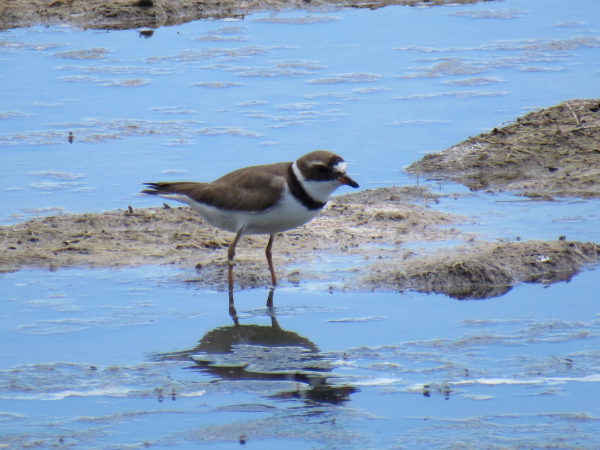 Semipalmated Plover - ML64043251