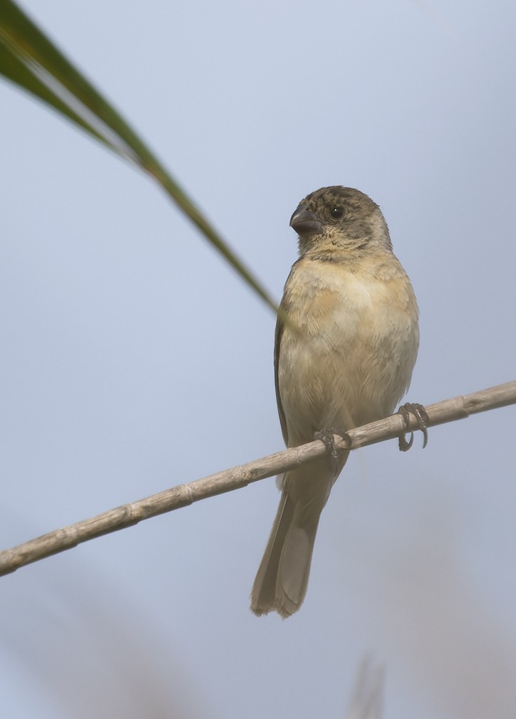 Cinnamon-rumped Seedeater - ML640432516