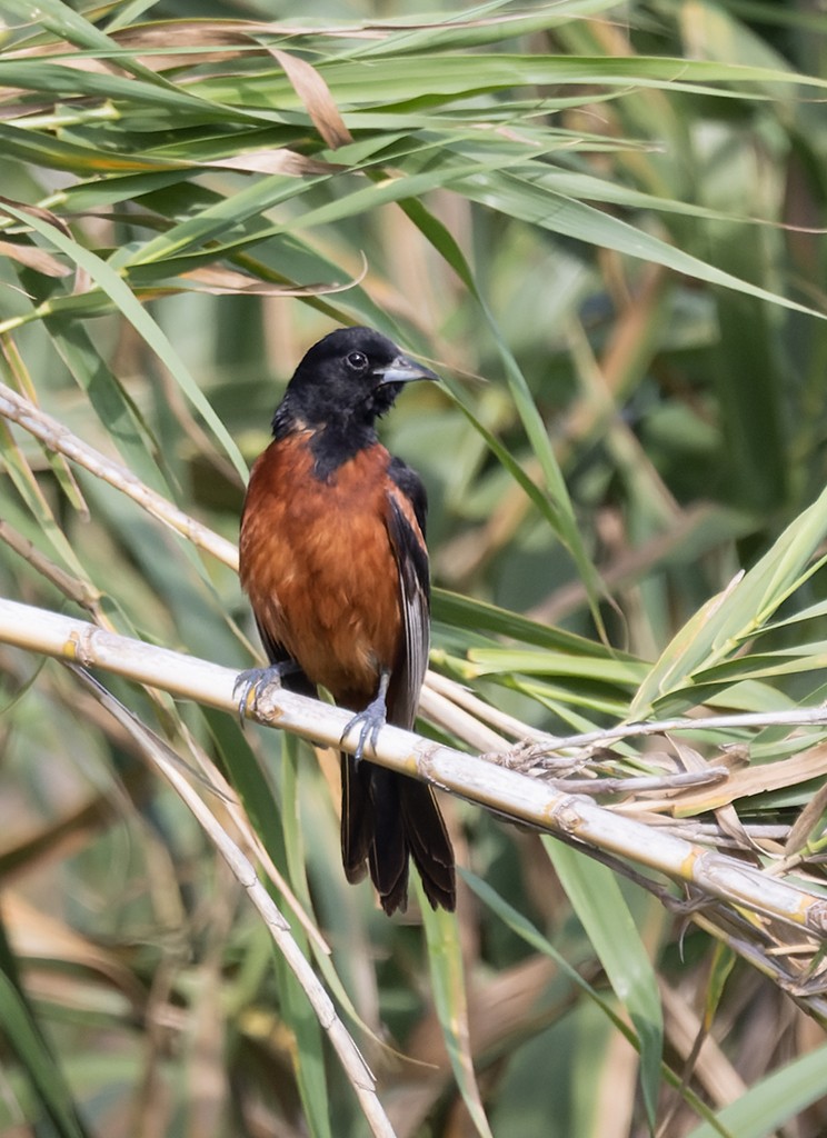 Orchard Oriole - ML640432523