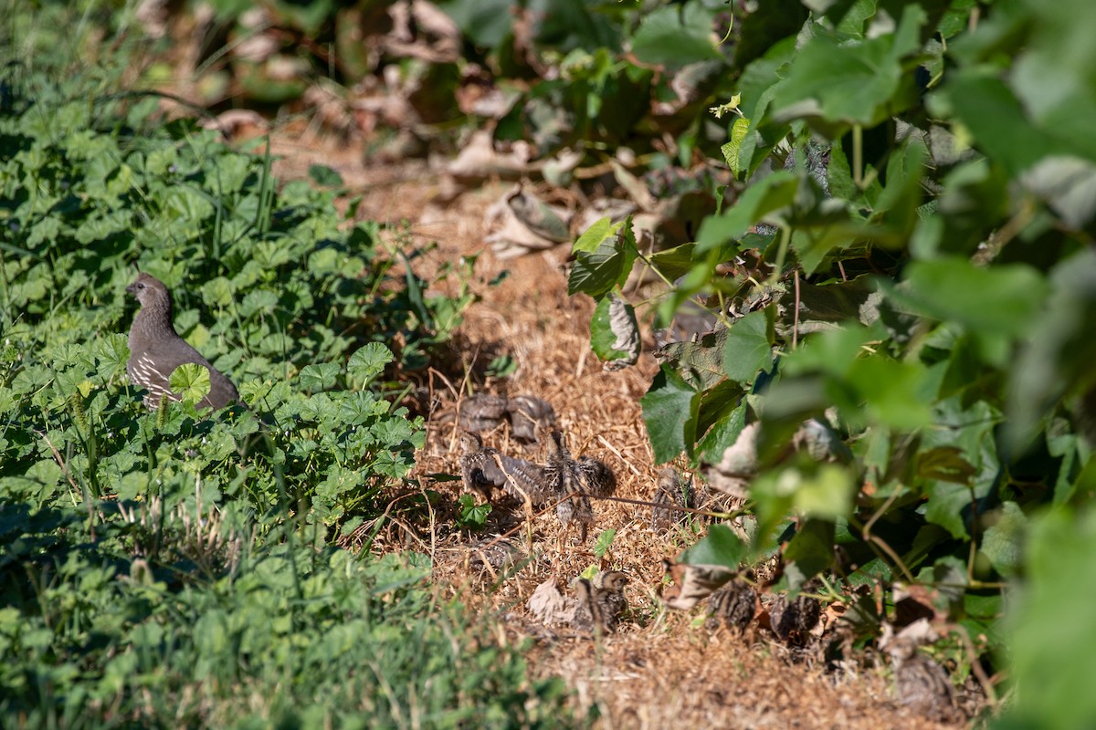 Kaliforniya Kolini - ML640432549