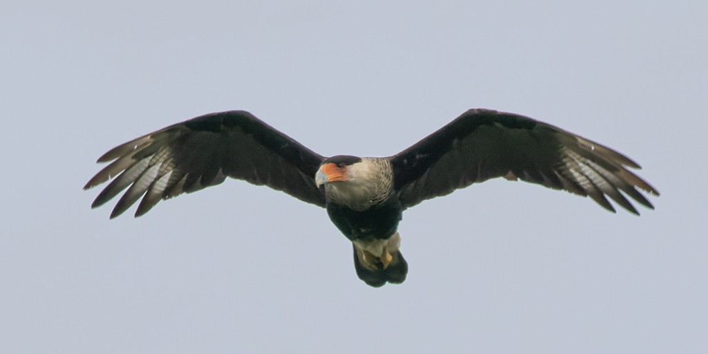 Crested Caracara - ML640432550