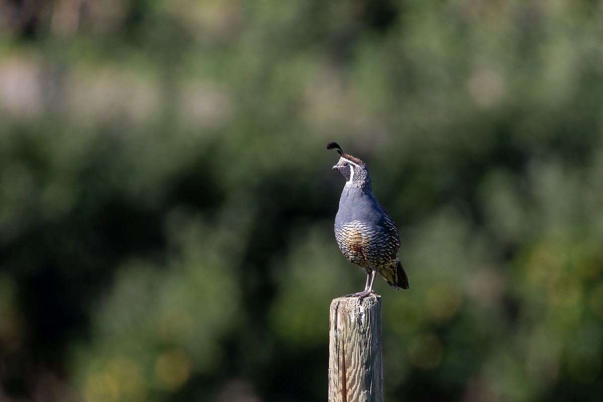 Kaliforniya Kolini - ML640432556