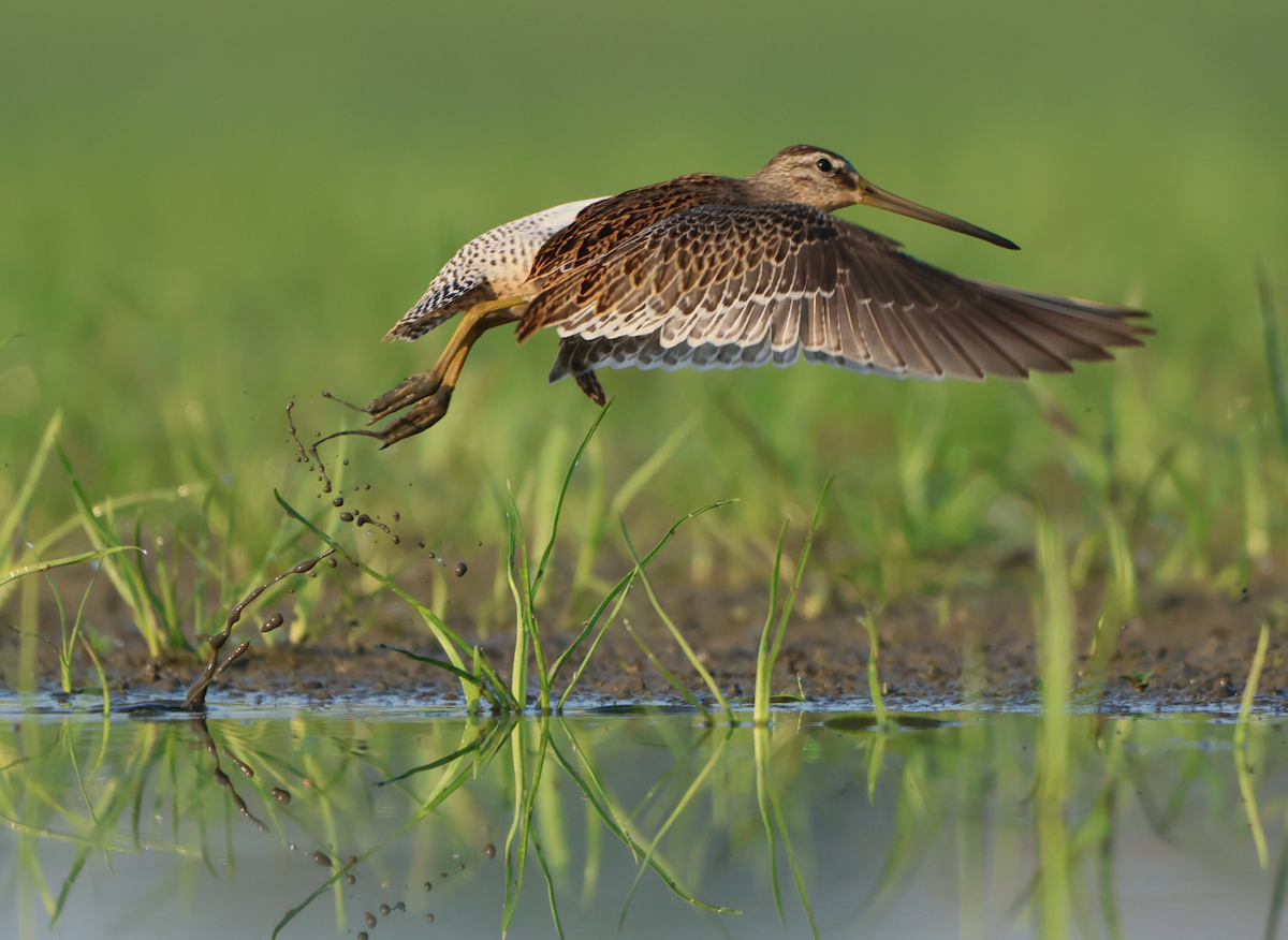 Short-billed Dowitcher - ML640432561