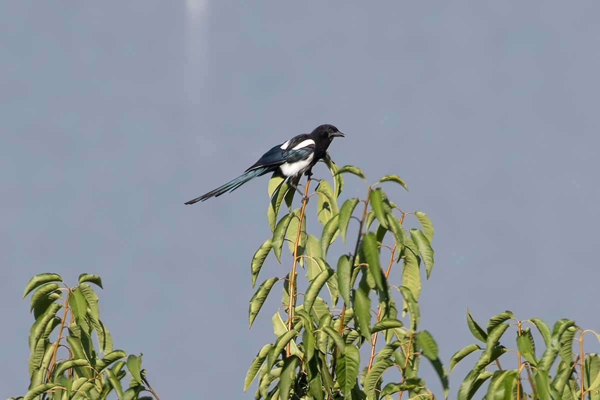 Kara Gagalı Saksağan - ML640432565